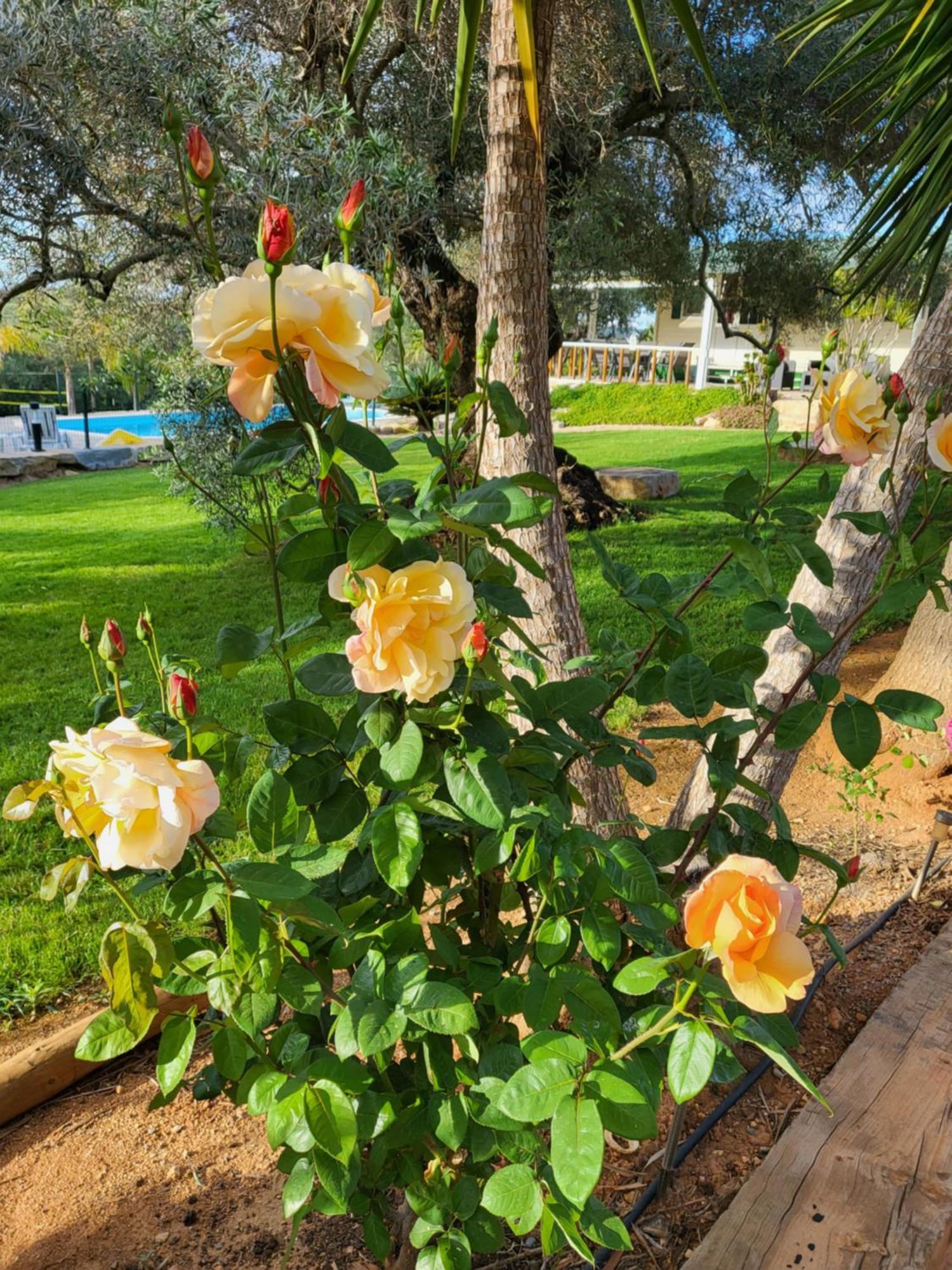 Monte Da Caldeirinha Villa Luz de Tavira Ngoại thất bức ảnh
